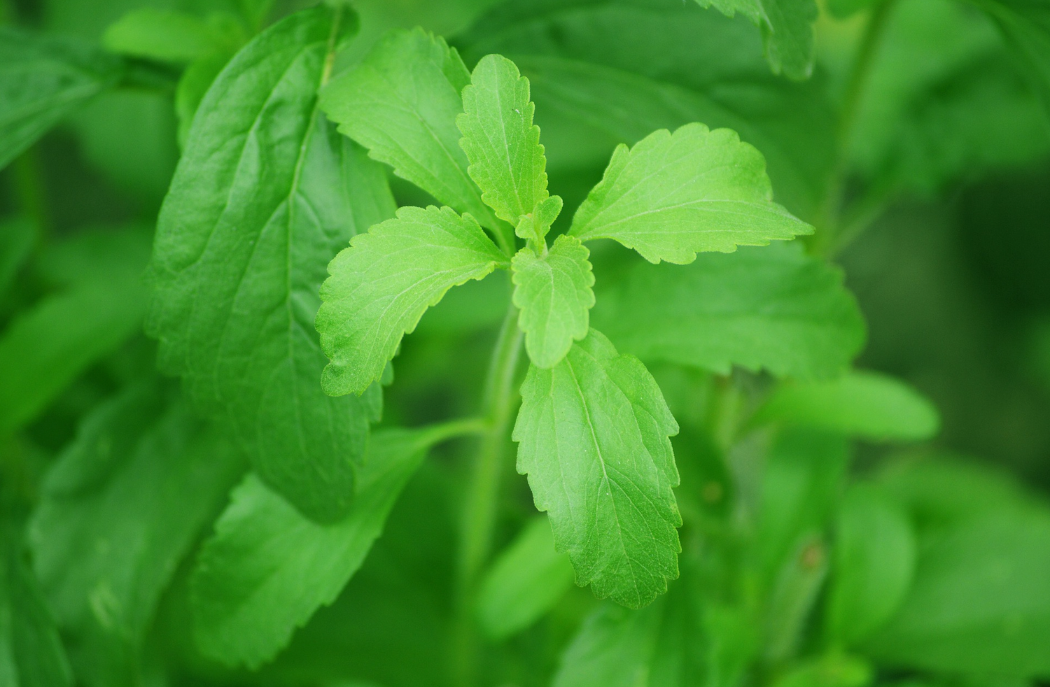 Stevia & the WHO